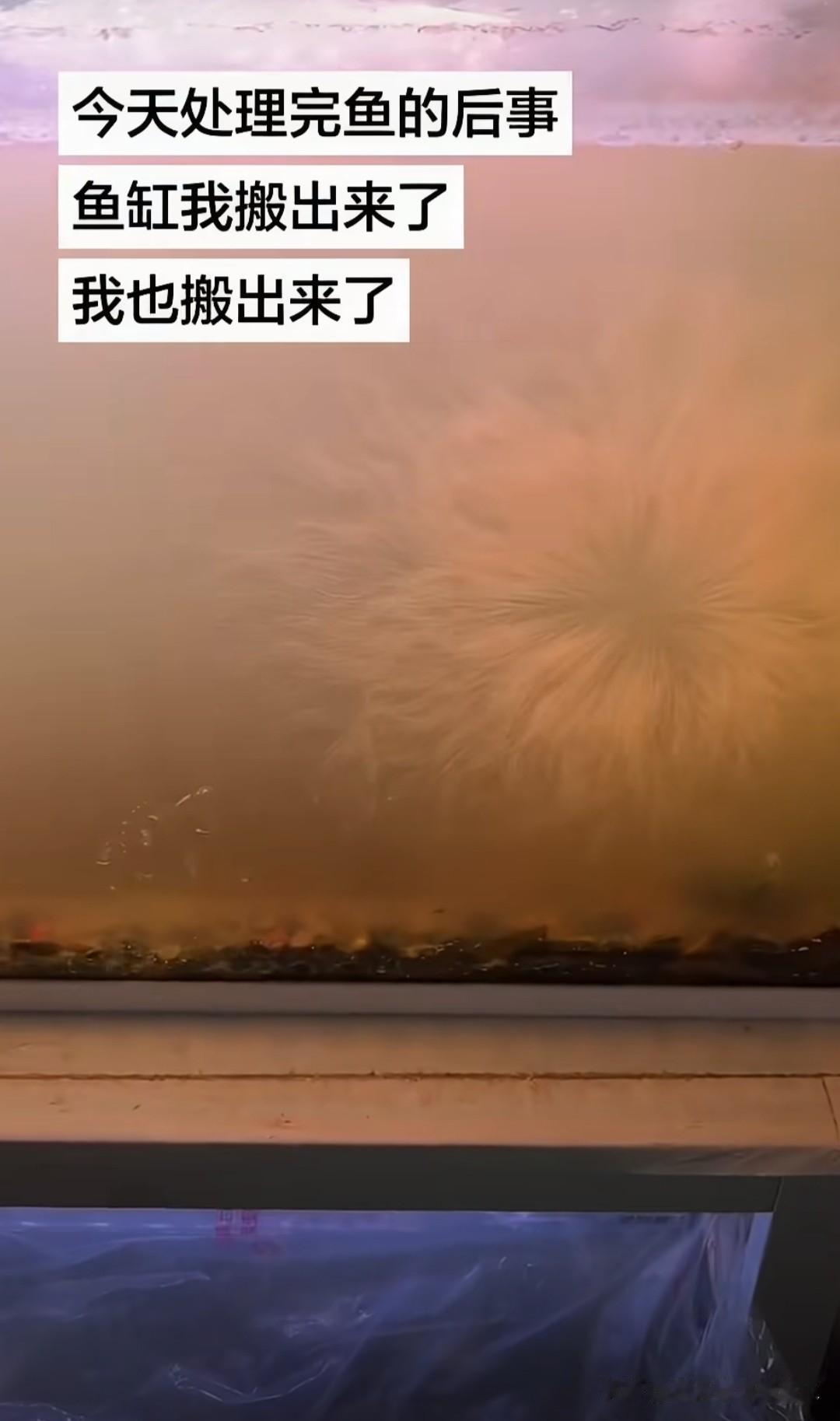 那个被撒了半袋面粉的老哥说：“今天处理完鱼缸和鱼，鱼缸我搬出来了，我也搬出来了。