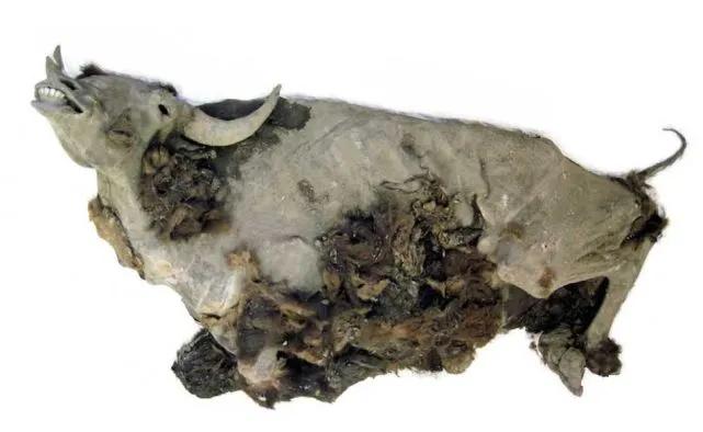 1984年，美国阿拉斯加大学的研究员吃了一道“硬菜”，那是5万年前的野牛肉。