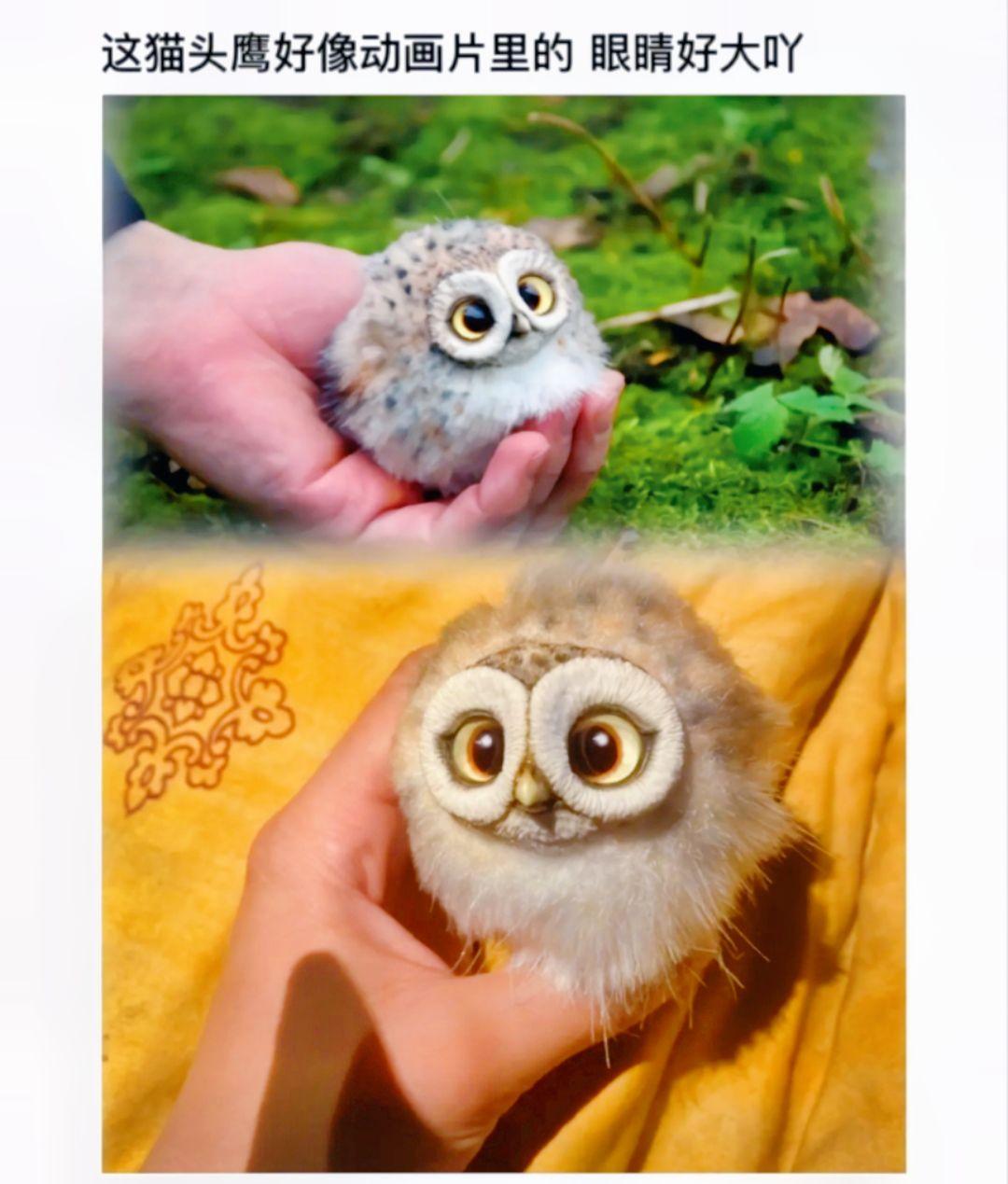 眼睛好大吖