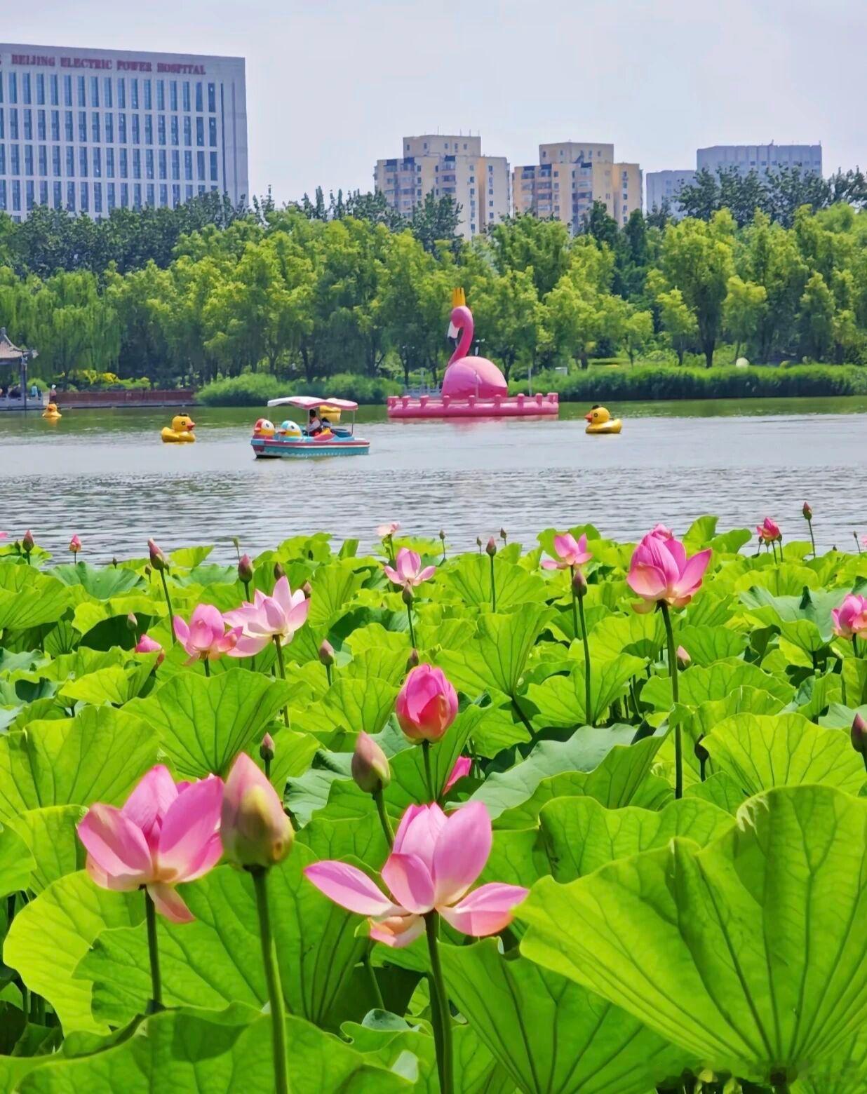 北京夏日赏荷天花板找到了！莲花池公园满池荷花全开，像闯入一幅流动油画🌸粉白荷花