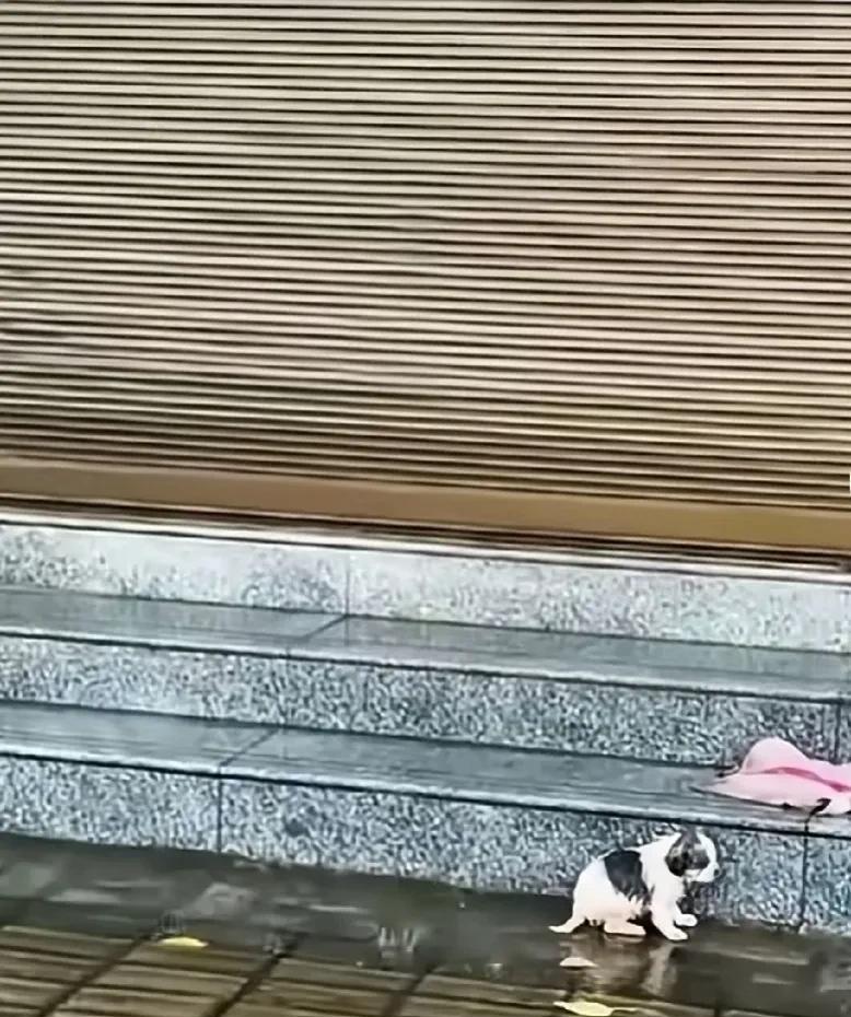 下班的路上下起了雨，在一处墙边看到一只被遗弃的小奶狗在雨中被冻的瑟瑟发抖。我知道