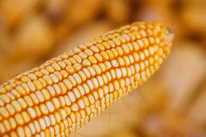 玉米这东西，各地叫法可太不一样了。在东北和新疆，大家都喊它苞米，烤苞米那可是东北