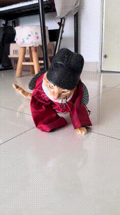 谁懂啊！刷到这只穿戏服的橘猫，真的一眼沦陷！一身小官服加身，往那儿一趴，慵