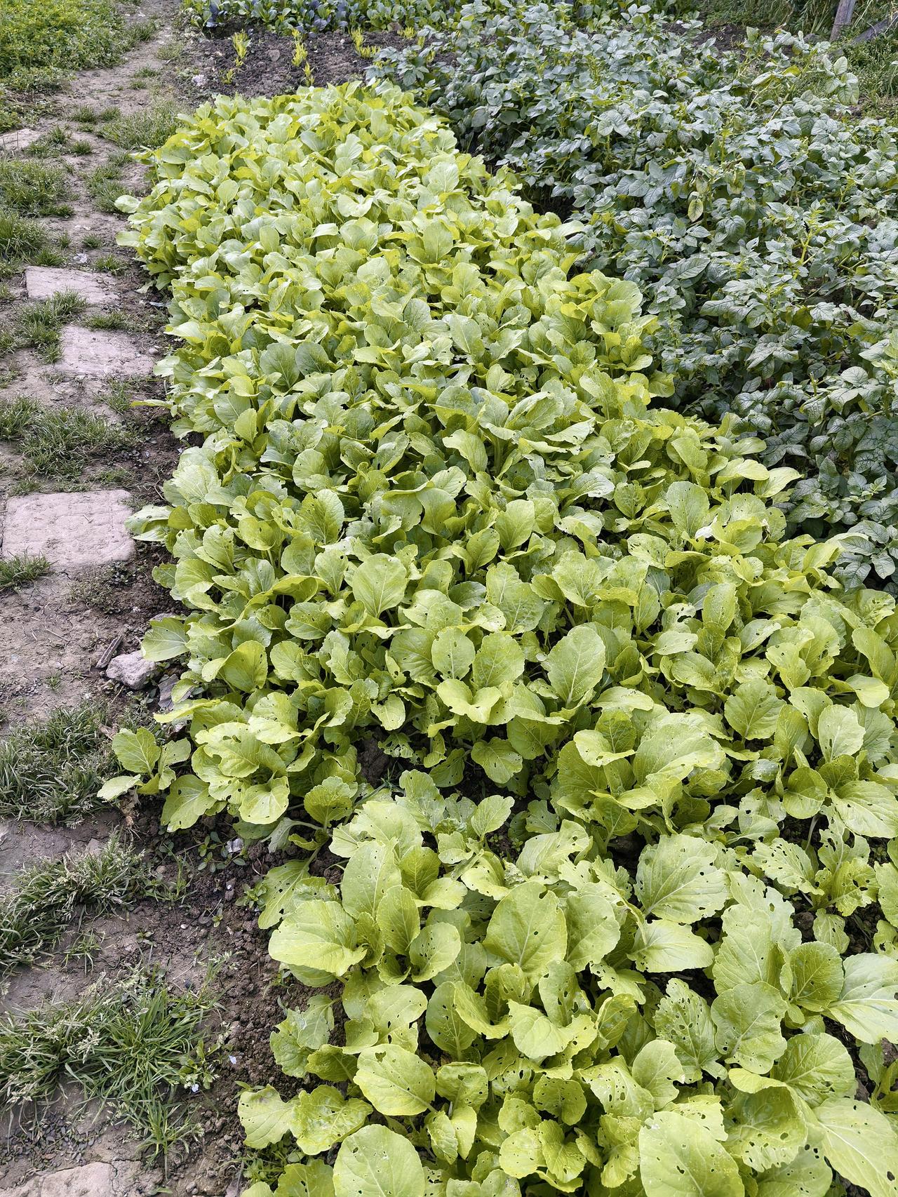 天气炎热干燥，小菜园浇水有讲究！三十五度的气温+十天没有雨，土壤干透了。怎么