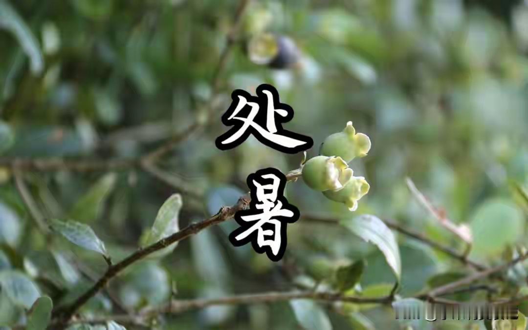 明日处暑，叮嘱家人：3不吃3要吃，遵循时令，合理忌嘴，安稳度秋处暑一到，夏天