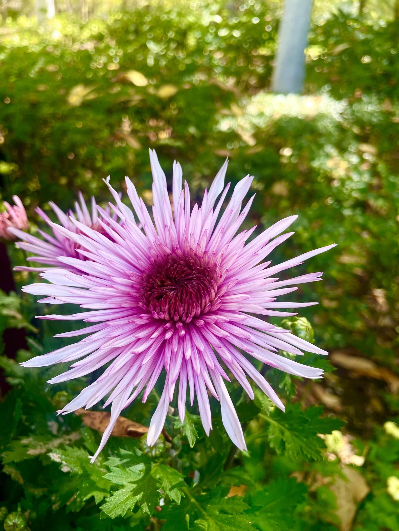 为什么我特别有摄影天赋？看看我随便拍的菊花就知道了。今天中午，吃过午饭去门口植