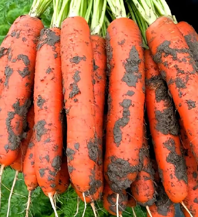 看完央视报道，后脊背一阵发凉。湖北天门那边的地里，正灌着国家明令禁止、202