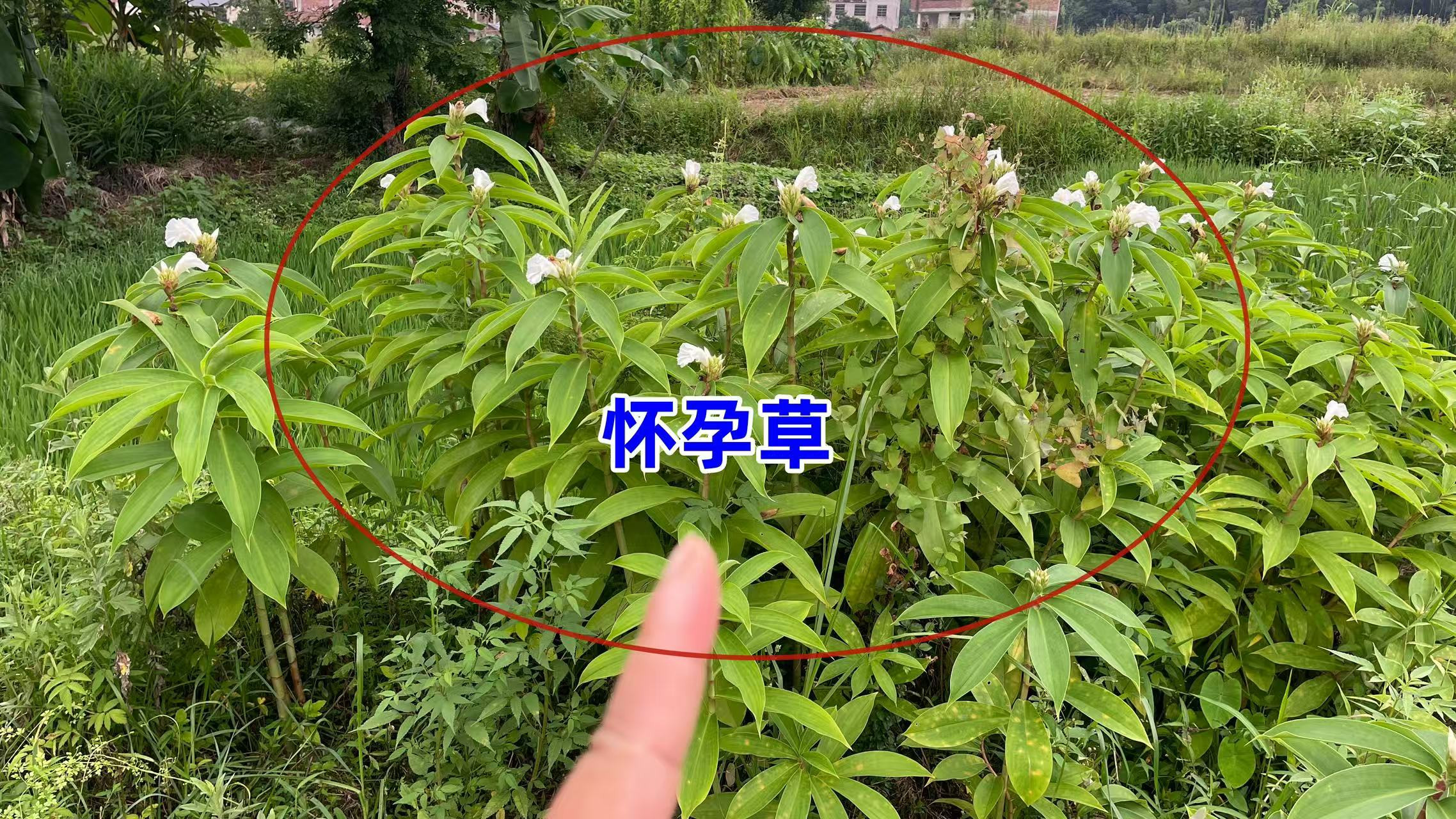 江西家家户户会种植的怀孕草，没想到根部用途这么强大，来认识下