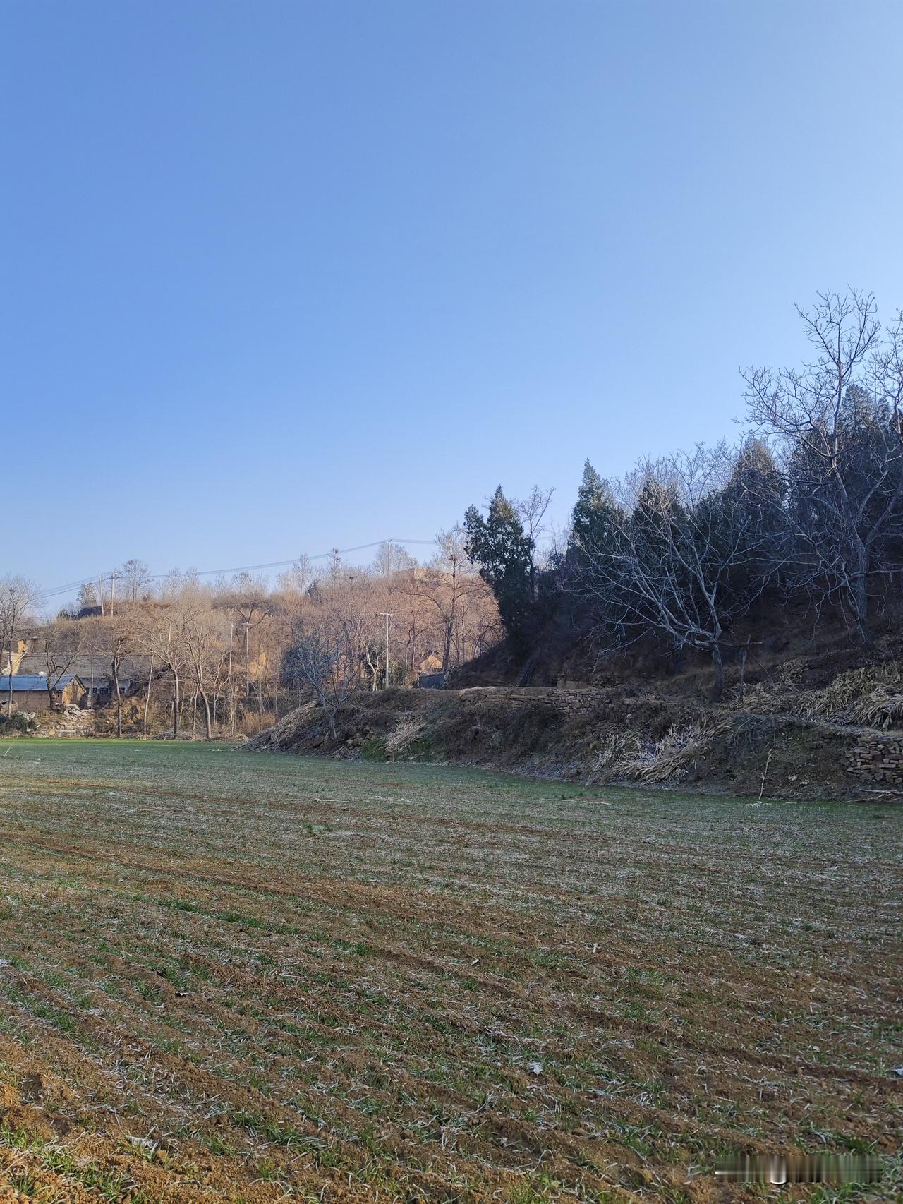 冬日田野行清晨的风掠过田野，带着清冽的凉意。脚下的土地还凝着薄霜，枯黄的麦