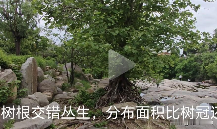 泰山景区西溪里，在西溪水岸有一棵“树坚强”，小溪上游就是黑龙潭水库，这棵树高约五