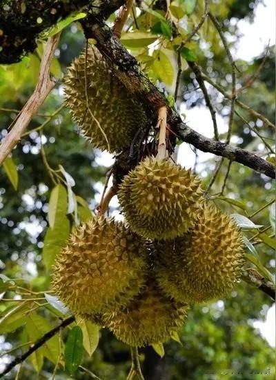 据说现在去海口买低价榴莲这事挺火，当地果农说省内都订完了，不过，万宁的猫山王价格