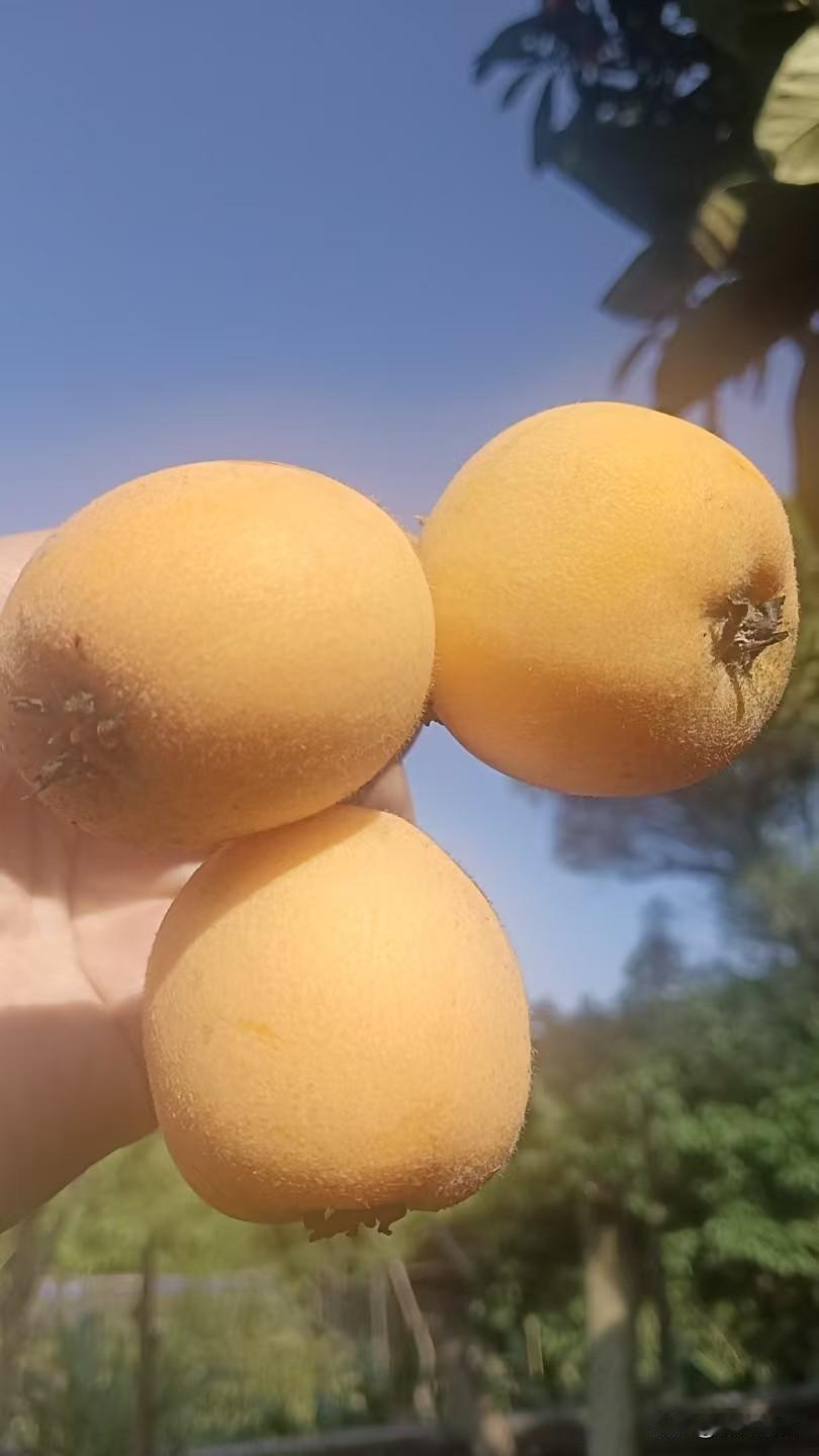 上联：当年约酒桃花下，安子邀对下联：此际吟诗柳丝旁。刚好约酒对吟诗，桃花对柳丝。
