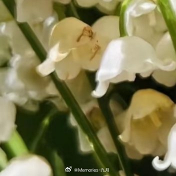 铃兰花的种植方法：1.择地定植，喜阴耐寒选择半阴或全阴的环境（如大树下、房屋北