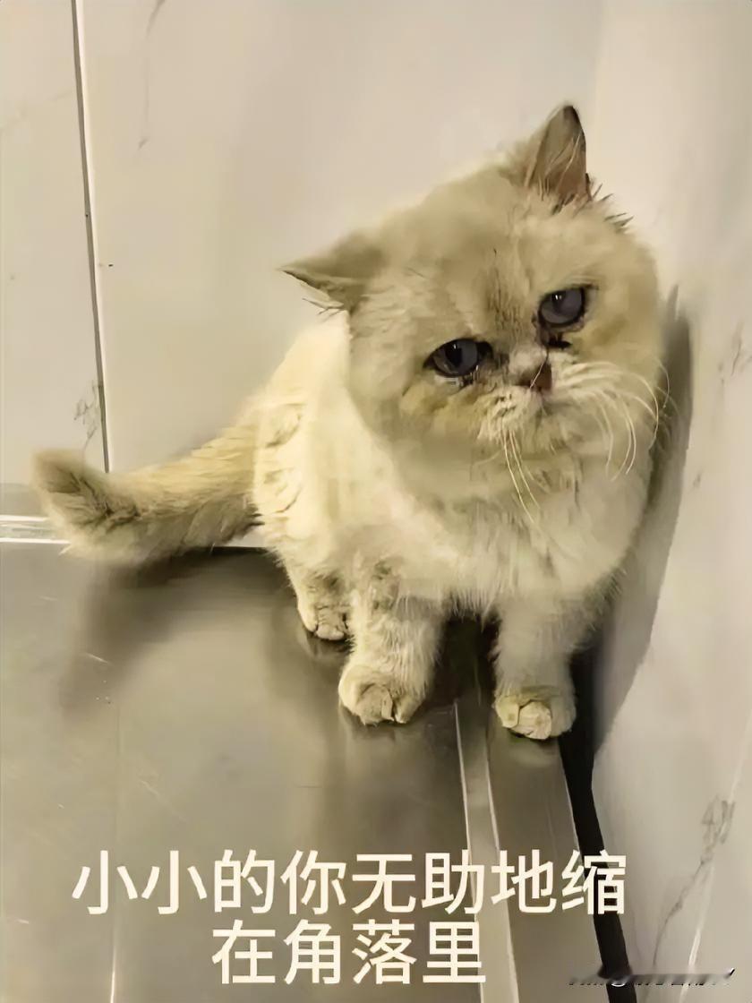 与小白的缘分：是一场跨越前世的流浪猫救赎！一只灰白的流浪猫突然出现在男子家门