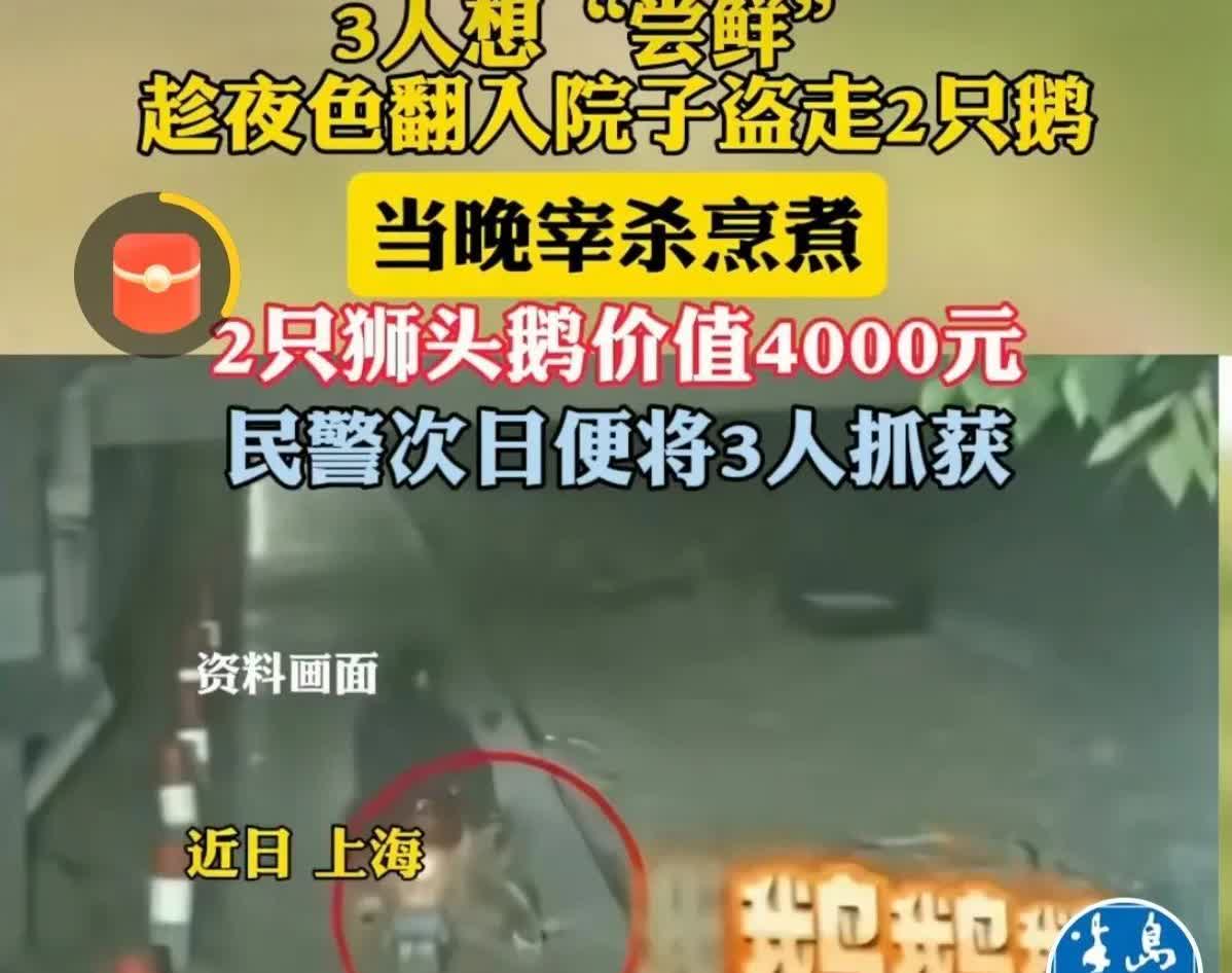 上海，三名男子酒后一时兴起，要吃大鹅尝尝鲜，三人借着酒劲一拍即合，趁着月色翻