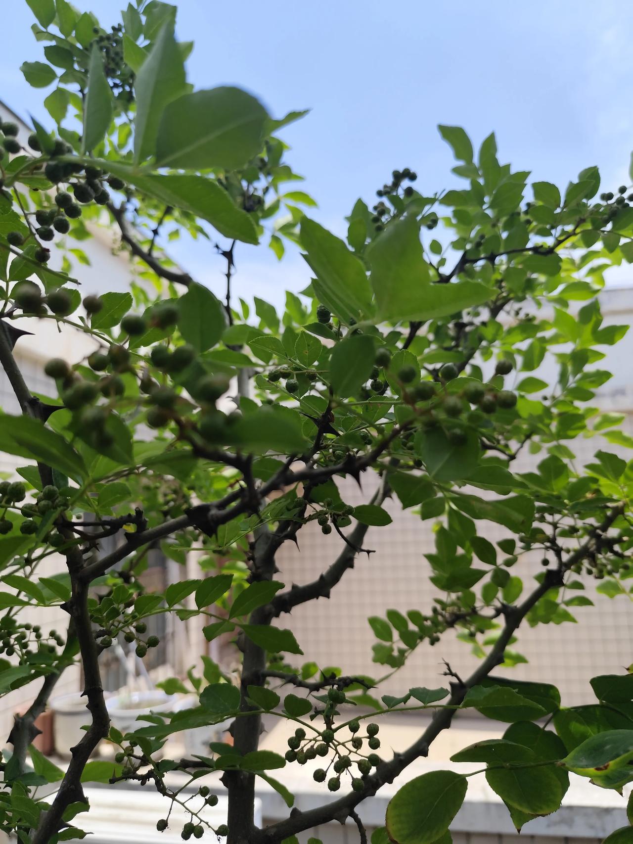 公公婆婆每次生病干嘛都是我管，这么多年婆婆做了一次，公公做了两次，找医生，办手续
