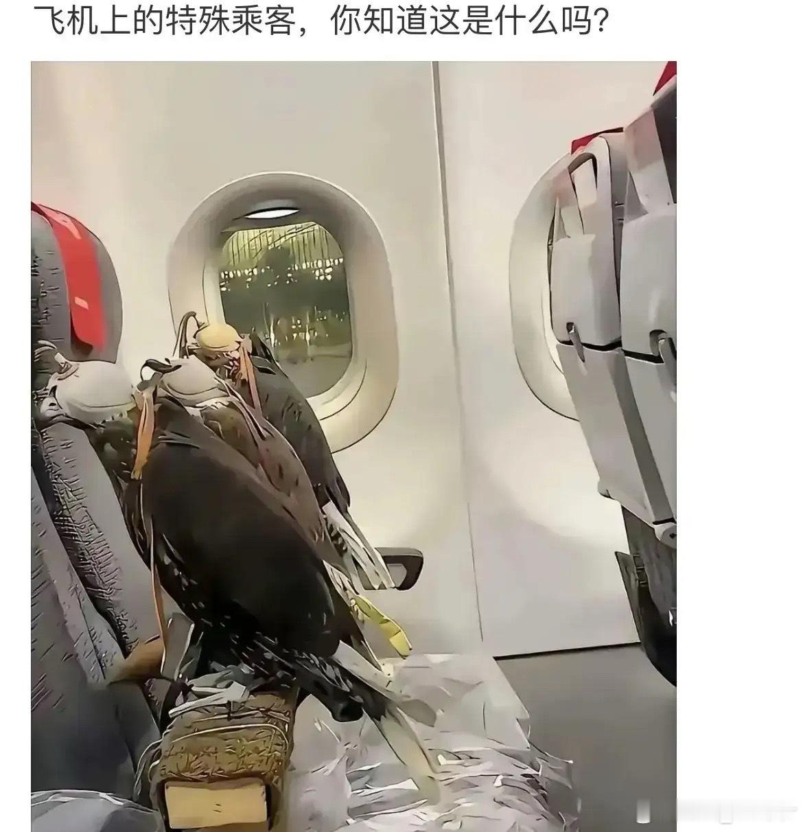 贫穷限制了我的想象力，我都没坐过飞机[捂脸哭][捂脸哭][捂脸哭]​​​