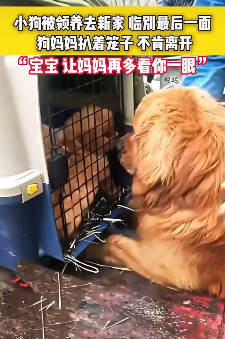 小狗被领养去新家临别最后一面，狗妈妈扒着笼子不肯离开。