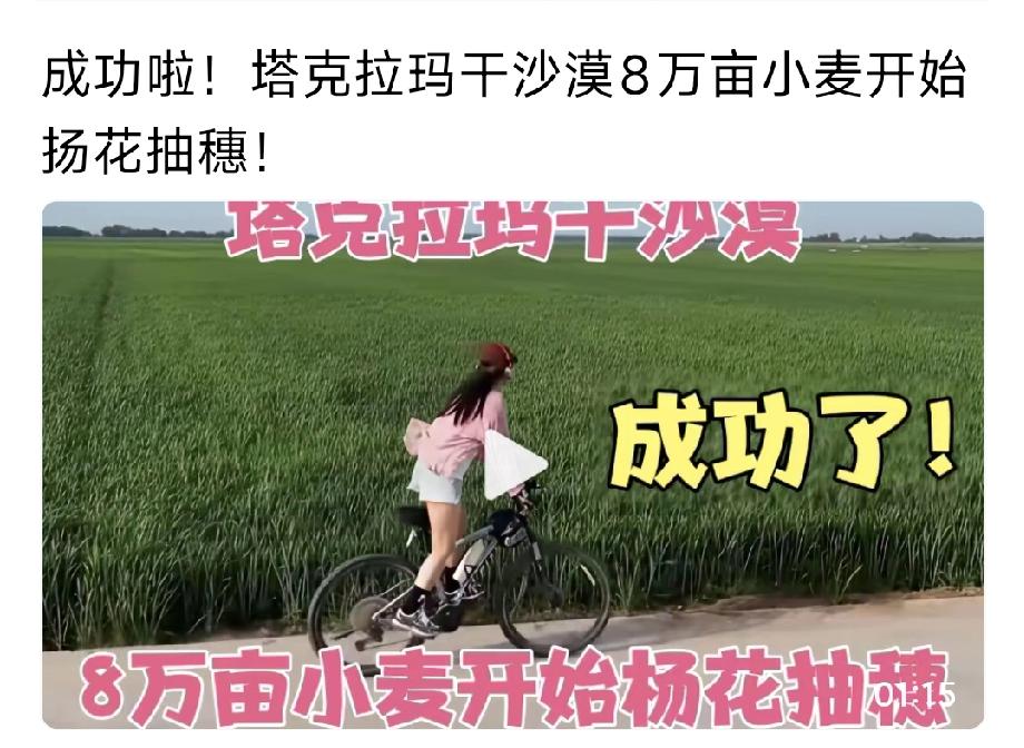 塔克拉玛干沙漠里，种植的8万亩冬小麦开始抽穗啦！刚刚看到一个视频，说的是在新