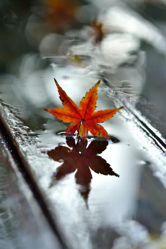 诚邀下联看到“秋雨无情伤叶落”这个上联，真是一下子把人带进了那股萧瑟秋意里。这