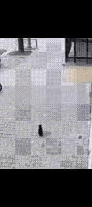 我现在是真的相信了，“万物皆有灵”，特别是看到这一幕太让人震惊了！这绝对是只奋不