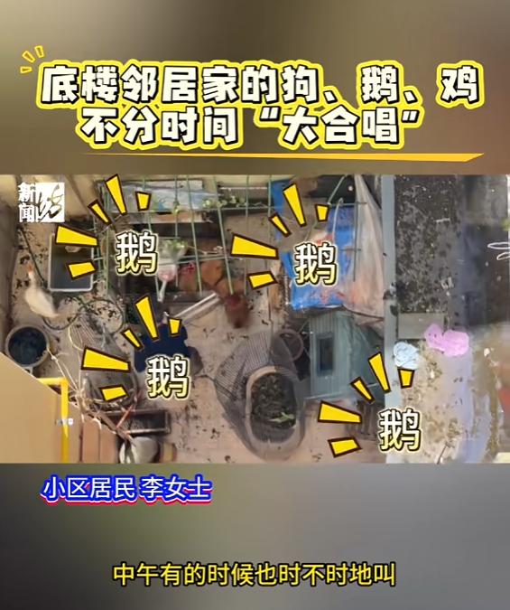 “这谁能忍？”上海，一大爷为了排遣寂寞，同时养了鸡、鹅、狗，每次鹅一叫，鸡和狗也