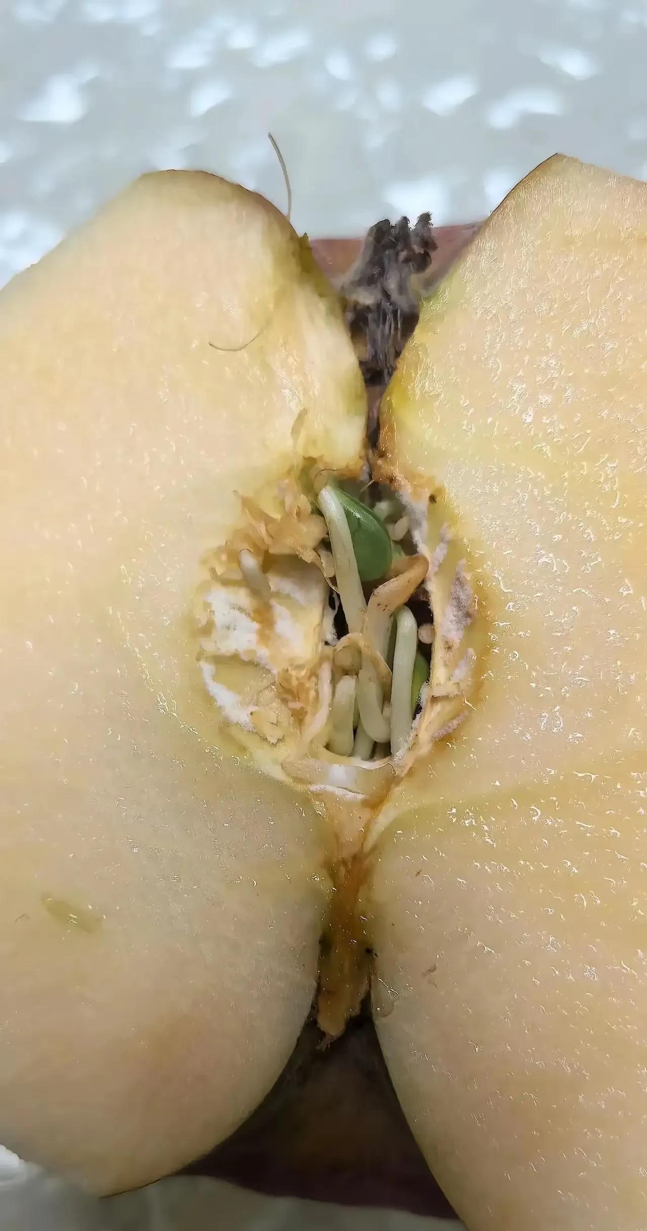 苹果放久了也会发芽，还能吃吗？