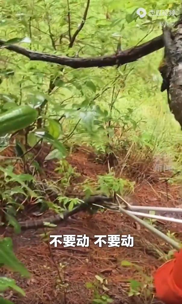 “太吓人了！”云南临沧，一名茶农在打理自家的茶园时，发现了一条巨大的眼镜王蛇，茶