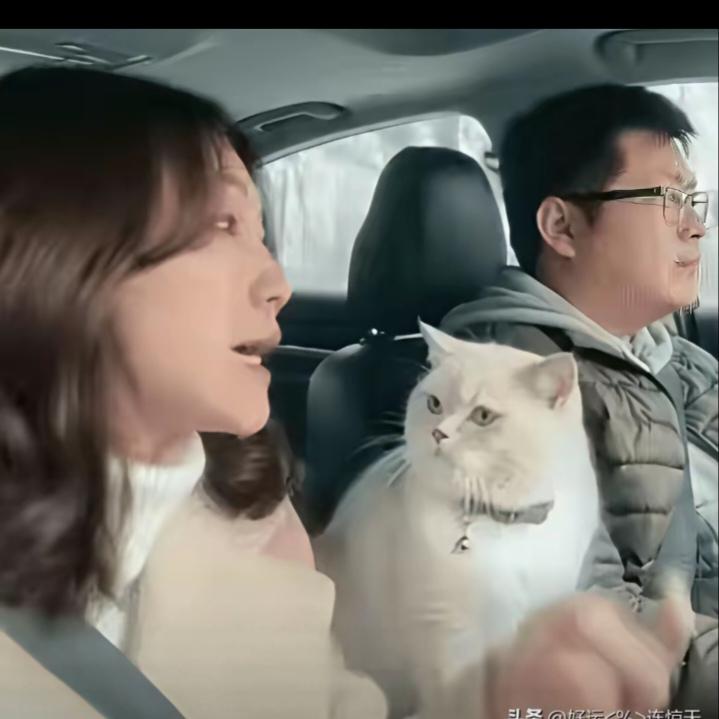 解释不清了!一对夫妻开车带猫回老家，半路老公开车没留意，不小心开过头多走了一段路