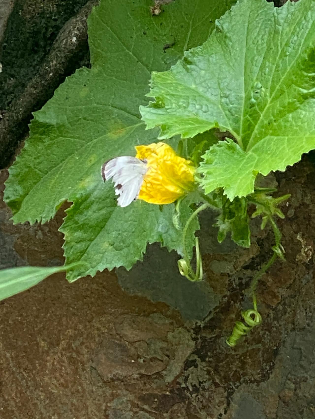 白菜萝卜地里飞舞的小蝴蝶，一定要把它们打死。白菜萝卜上的大青虫子，就是蝴蝶卵生成