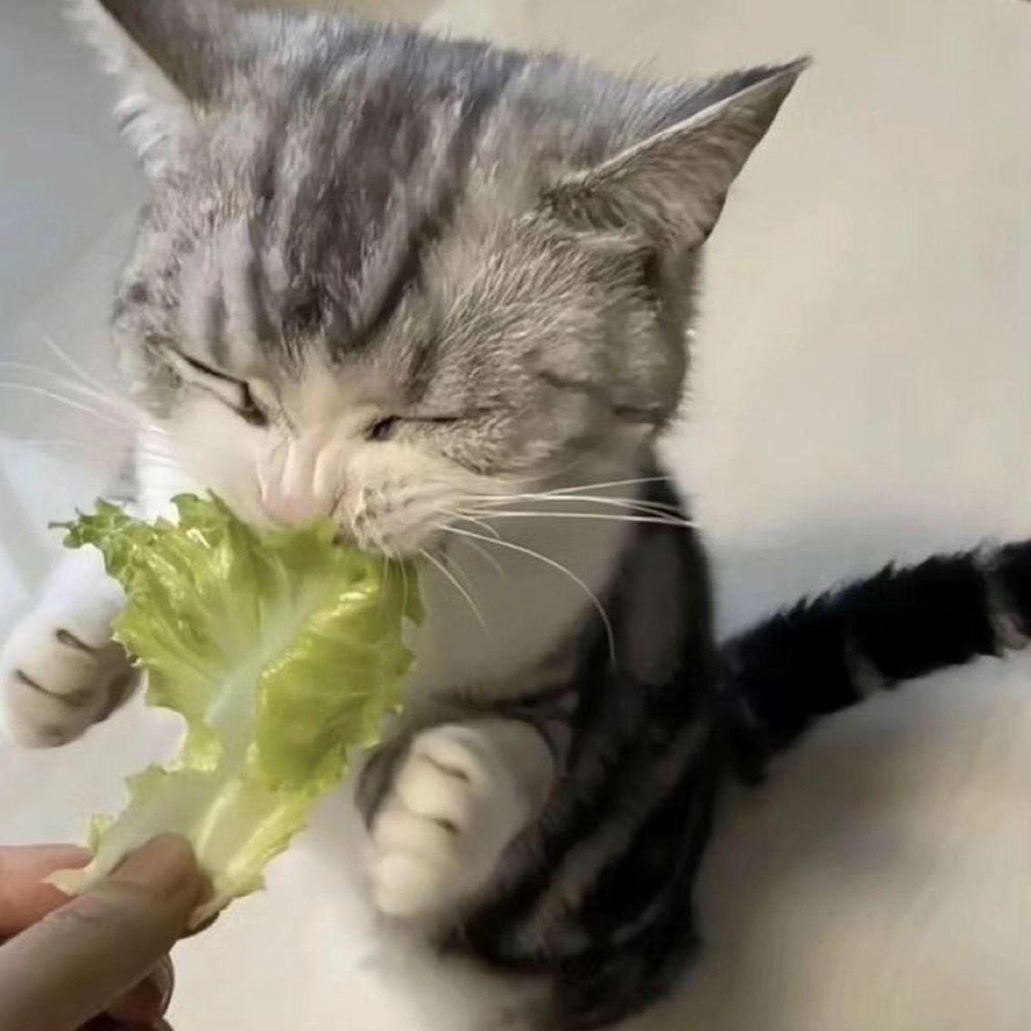 小猫不喜欢吃🥬