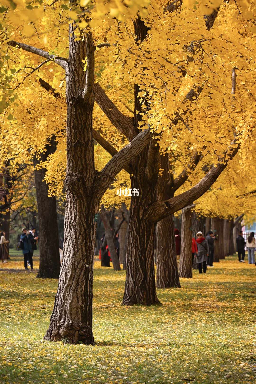 地坛公园的秋天真的杀疯了！！11.8实拍！