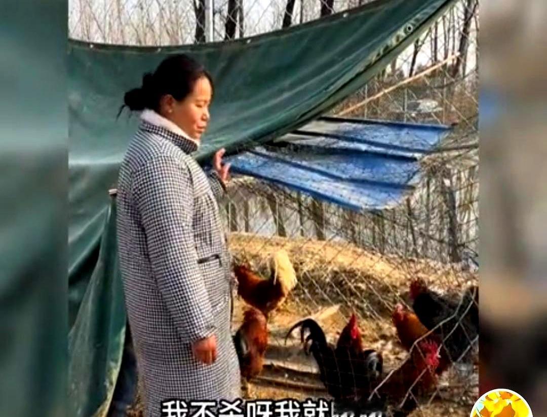 他一凑过来，她手里的刀都握紧了。阿杜搓着手，眼睛就没离开过那只鸡。李佳头都