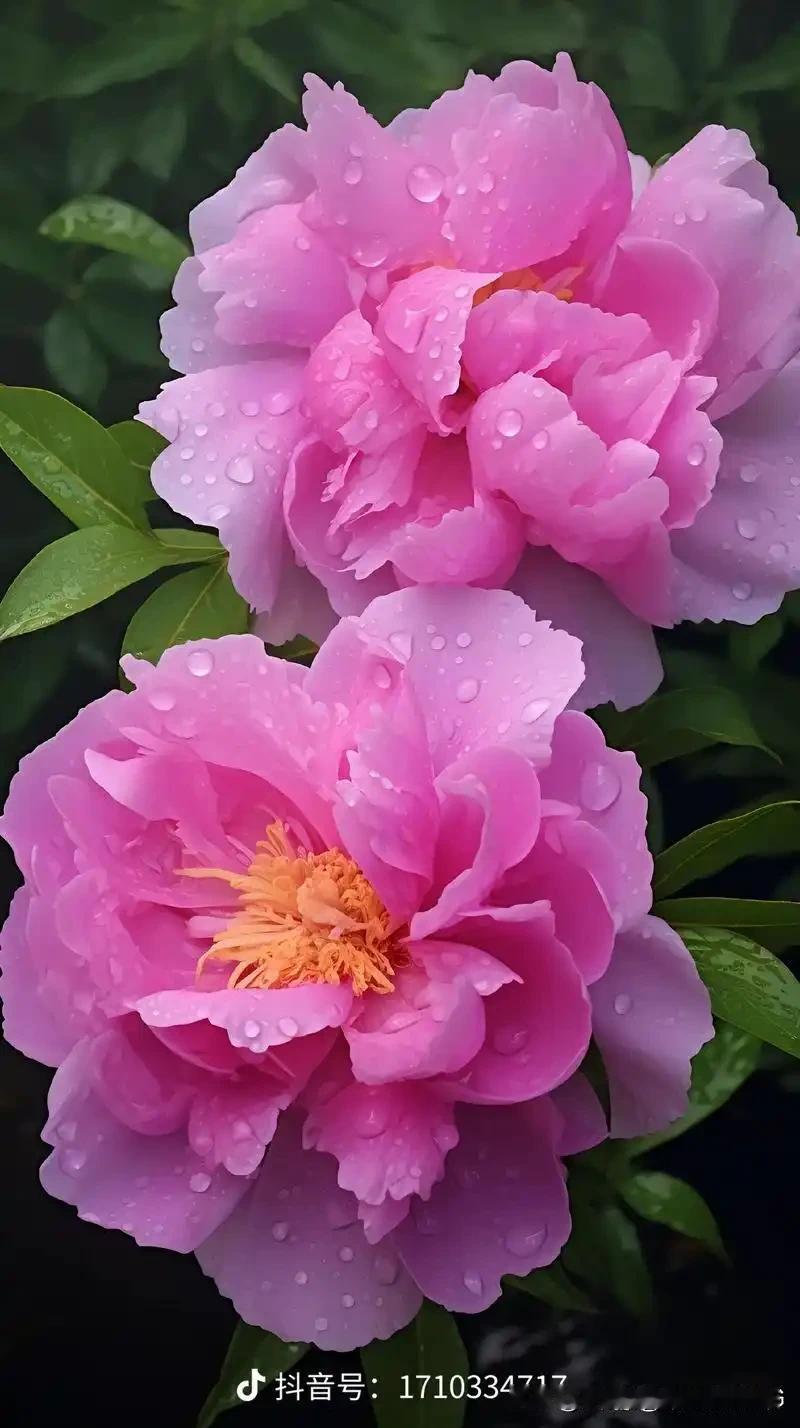 千枝万朵竞芳华，占断春风第一家。莫道人间无国色，此花开后不须花。