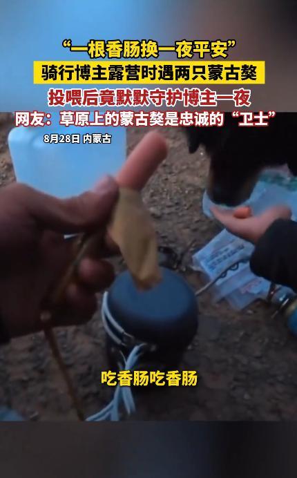 “太有灵性了！”8月28日，内蒙古，一男子在戈壁滩上露营，搭好帐篷后来了2只藏獒