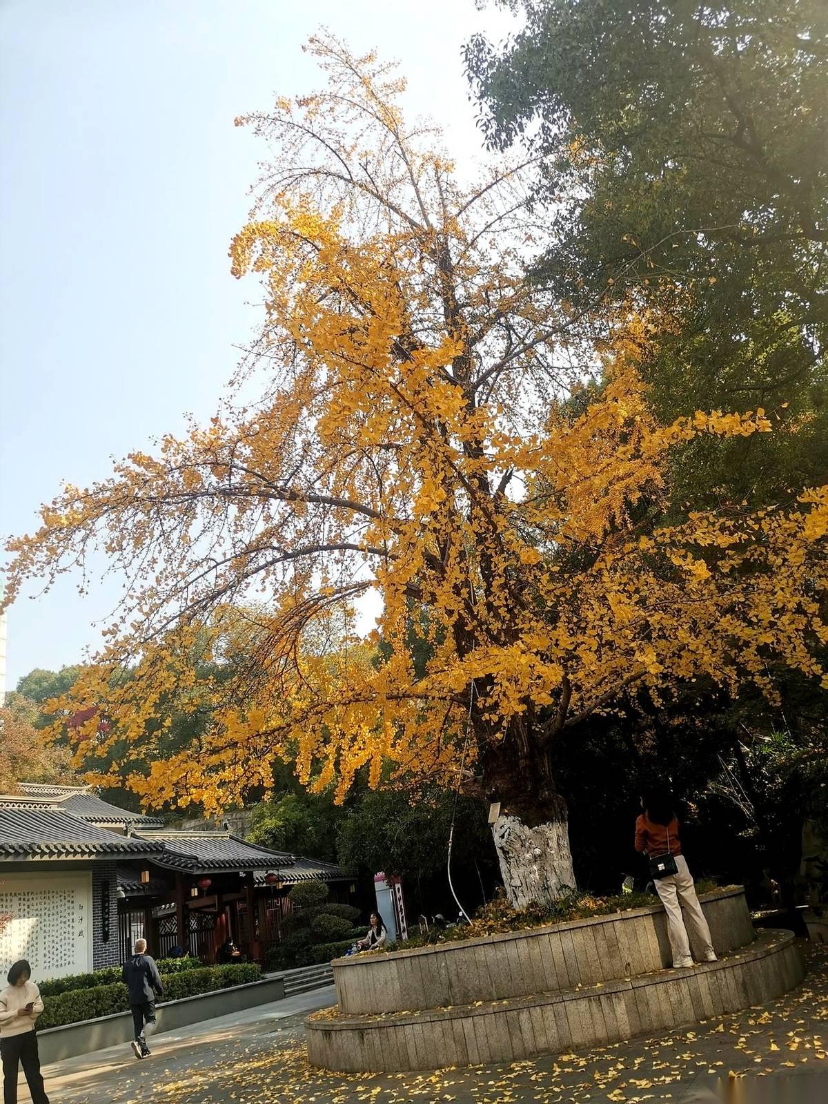 真搞不懂有些人。非要把《红楼梦》当成一本历史考据书来读，掰扯来掰扯去，就是为了