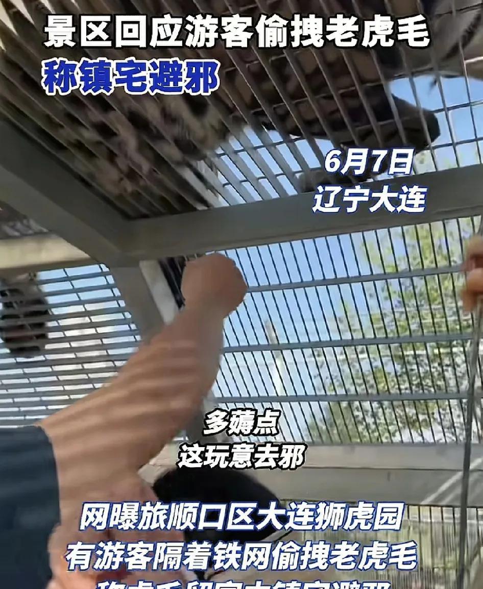 6月7日，辽宁大连顺口区一动物园内多名游客隔着铁网拔老虎的毛，他们表示把这些老虎
