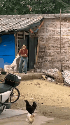 小时候被大鹅追着跑，屁股蛋摔成两半至今都没长拢。这动物特别喜欢欺负小孩子，一旦