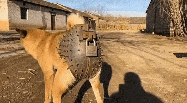 这条黄狗子够惨了主人直接给安排上了带刺的“贞节铁裤头”还挂了把大锁主打一个