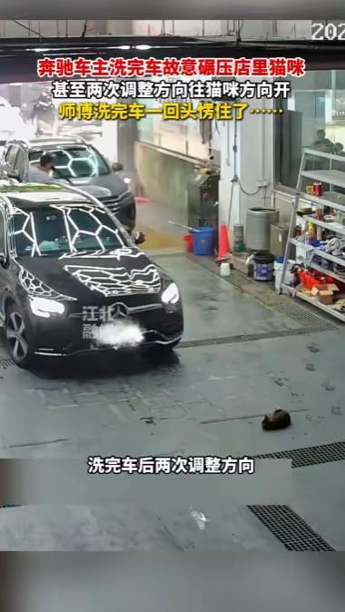 广东佛山，一名奔驰车主洗完车后，明明清清楚楚看到地面上躺着一只刚生完崽的狸花猫，
