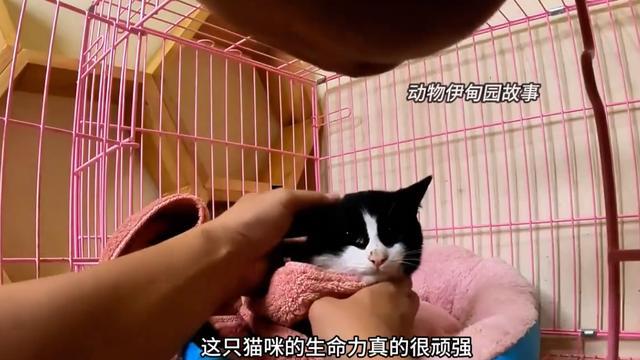 这么可爱帅气的猫咪, 能有什么坏心思呢, 对它怎么如此无情呢