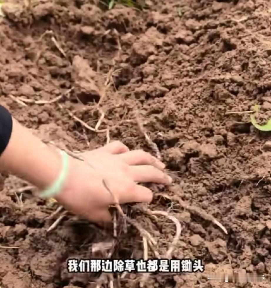 安徽人接纳不了的食物，云贵川人最爱的折耳根(鱼腥草)安徽省地处中国南北过渡带，