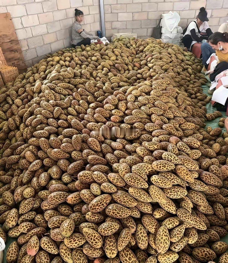 世界上真的有豹纹芒果啊？