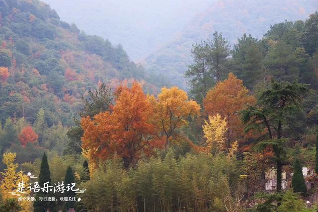 浙江宁波这个古村有千年银杏, 村后还有梦幻彩色林, 古道秋色如画