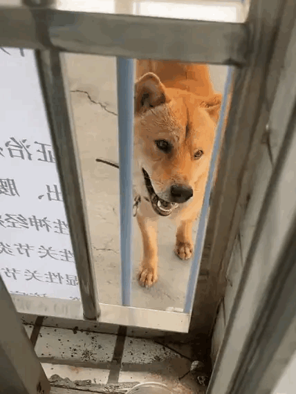 狗狗跑4公里去医院看望输液的主人，又感动了[哭哭]主人表示：昨天有点发烧，就去当