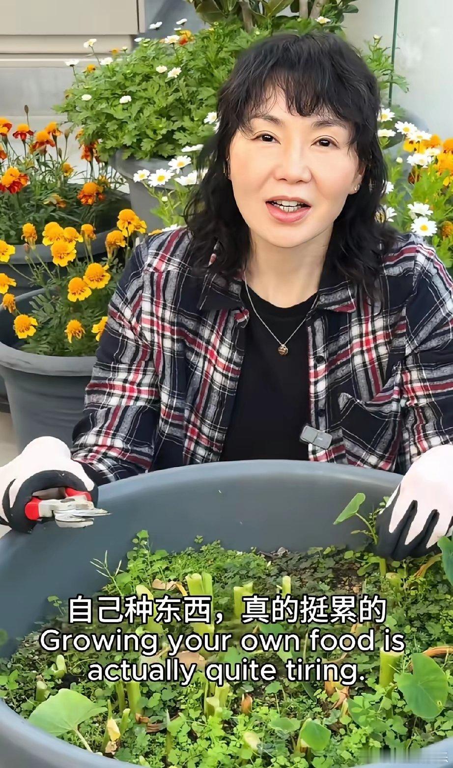 果然，人到了一定年纪，没有不爱种菜的！！连大明星张曼玉也避免不了5月8日，61岁
