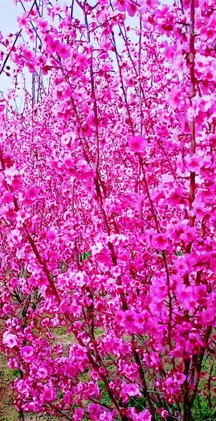 部分教师靠论文等获职称，教学能力未必出色。公开课，就是个表演课。平时上课了他们是