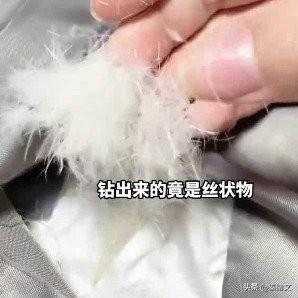 花1315买的羽绒服没根绒？这坑太狠，教你一眼识破北京杨先生这事听得人一肚