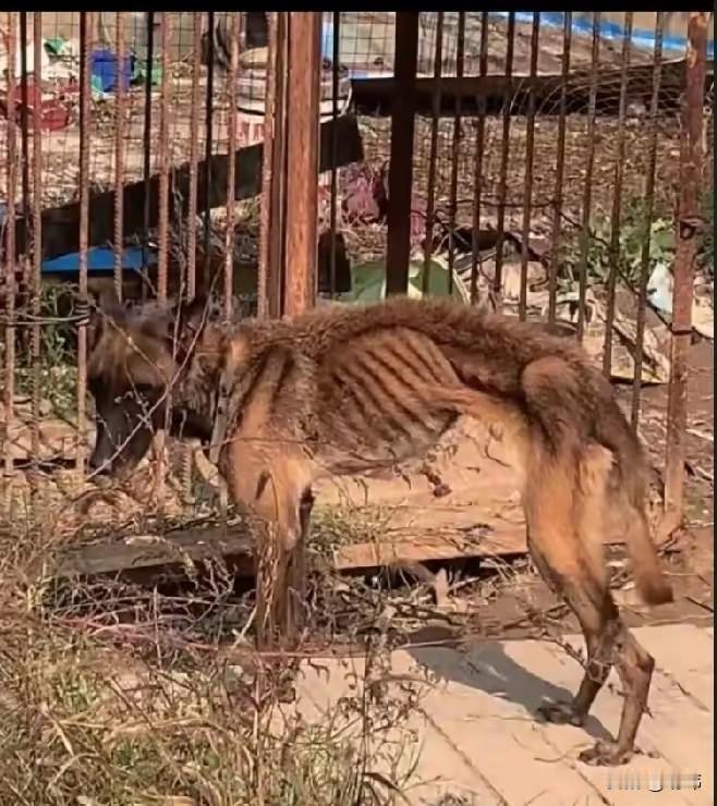 太可怜了！这天一位大哥和同事去一家工厂谈合作，结果在院子里看到一只非常凄惨的狗狗