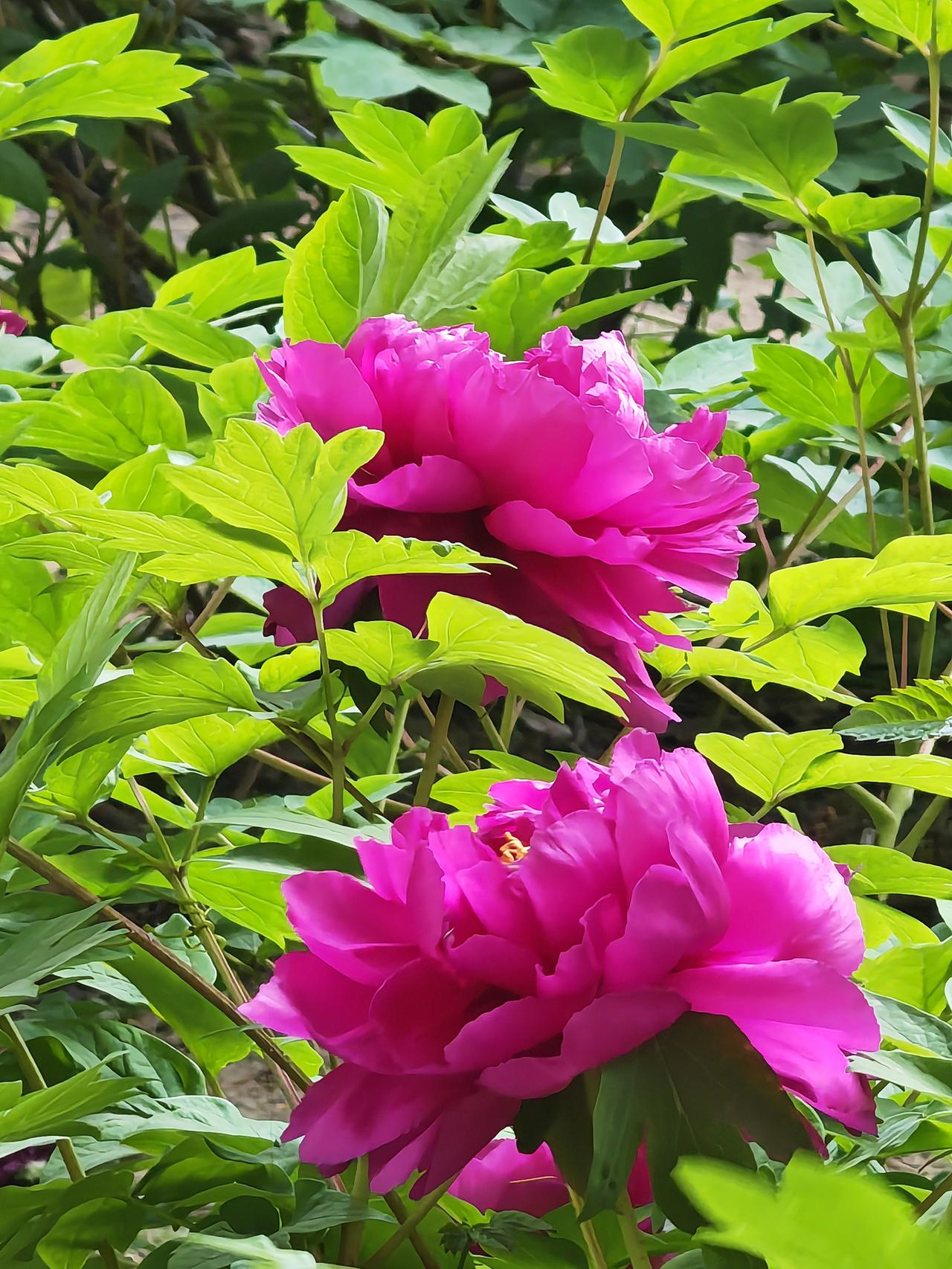 汉赵军队攻入晋朝都城洛阳，生擒皇帝司马炽，将司马炽送到汉赵都城平阳。汉赵皇帝